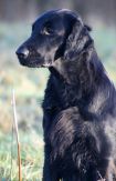 Kennel Hegnets - Opdræt af Flatcoated Retrievere