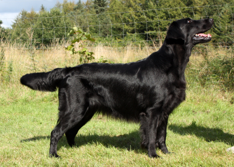 Black Amandas Signed With Passion - Hegnet opdræt af Flat Coated Retriever