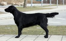 Starworkers Obsession By Nighttime - alias Stormy - flatcoated retriever fra kennet Hegnets (Hegnet)