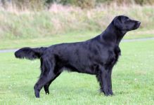 Starworkers Obsession By Nighttime - alias Stormy flatcoated retriever fra kennet Hegnets (Hegnet)