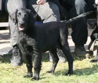 Starworkers Obsession By Nighttime - alias Stormy - flatcoated retriever fra kennet Hegnets (Hegnet)