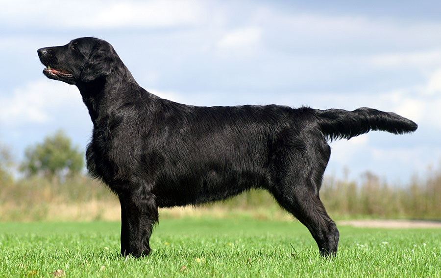 Starworkers Obsession By Nighttime, Stormy, Kennel Hegnets, Hegnet, Flat coated retriever, flatcoated retriever