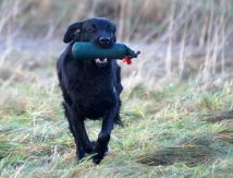 Kennel Hegnets - Opdræt af Flatcoated Retrievere