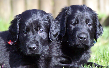 Tidligere kuld Flatcoat hvalpe fra kennel hegnets