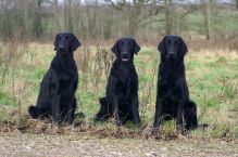 Flatcoated retriever fra Kennel Hegnets