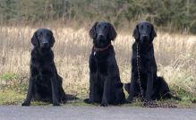 Flatcoated retriever fra Kennel Hegnets