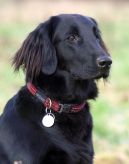 Flatcoated retriever fra Kennel Hegnets