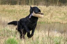 Flatcoated retriever fra Kennel Hegnets