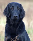 Flatcoated retriever fra Kennel Hegnets