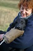 Flatcoated retriever fra Kennel Hegnets