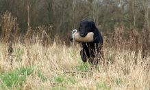 Flatcoated retriever fra Kennel Hegnets