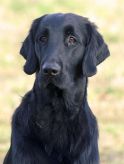 Flatcoated retriever fra Kennel Hegnets