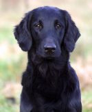 Flatcoated retriever fra Kennel Hegnets