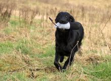 Flatcoated retriever fra Kennel Hegnets