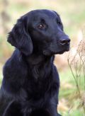 Flatcoated retriever fra Kennel Hegnets