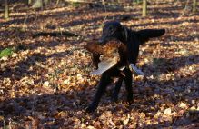 Flatcoated retriever fra Kennel Hegnets