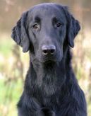 Flatcoated retriever fra Kennel Hegnets