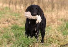 Flatcoated retriever fra Kennel Hegnets