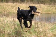 Flatcoated retriever fra Kennel Hegnets