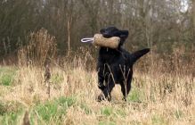 Flatcoated retriever fra Kennel Hegnets