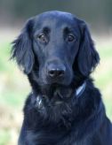 Flatcoated retriever fra Kennel Hegnets