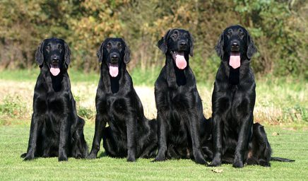 Kennel Hegnets Flatcoated retriever tæver