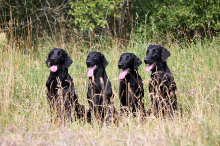 Kennel Hegnets Flatcoated Retriever