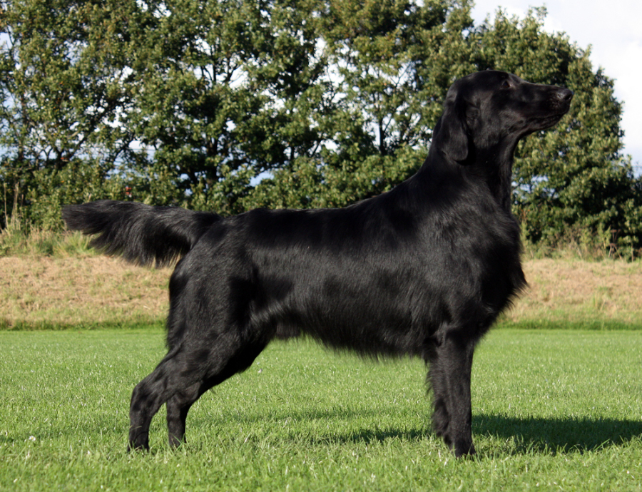 Starworkes Voice Of A Legned alias Frodo