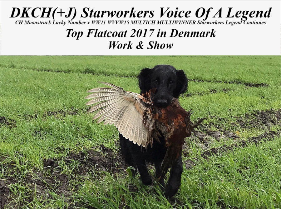 Starworkes Voice Of A Legend - Årets Flatcoat 201