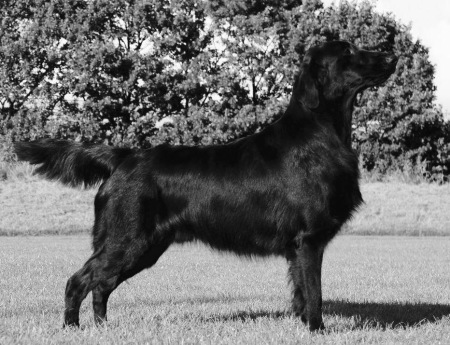 Starworkers Voice Of A Legend