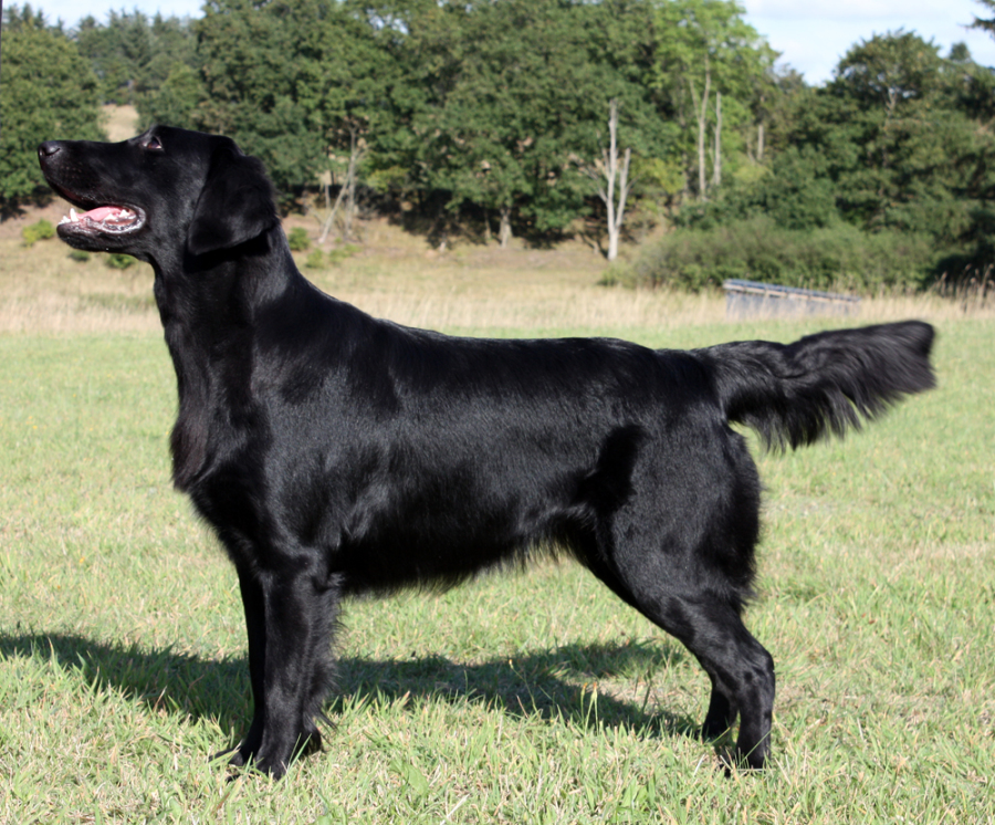 Hegnets Design By Rose Bertin - Hegnet opdræt af Flat Coated Retriever