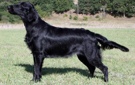 Hegnets Galaxy far far Away as Leia Skywalker