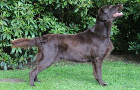 black_amandas_punch_line